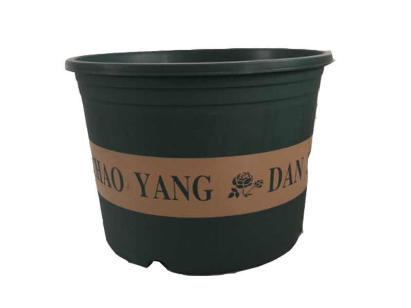 矮加仑盆
